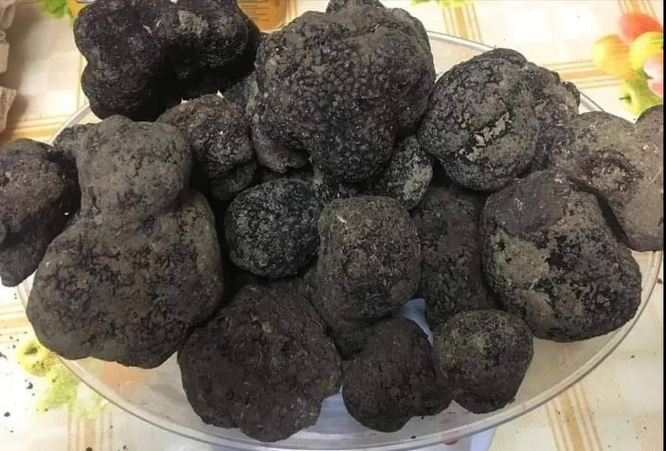 Tartufo nero di Bagnoli Irpino (Tuber Mesentericum) - Immagine 2 di 3