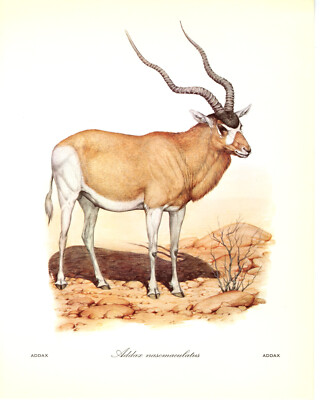 1970 Vintage Print Painting Addax Helmut Diller Endangered Animal