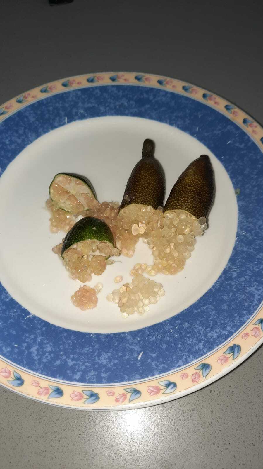 50 semillas frescas de la fruta de lima Australin Finger (Citrus australastica)