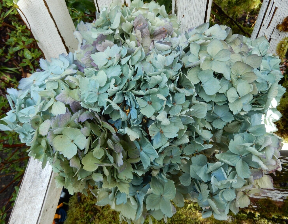 10 Dried Hydrangea Flowers – Lt Blue Green Cream Purple for Wedding Craft Farmhouse Décor  