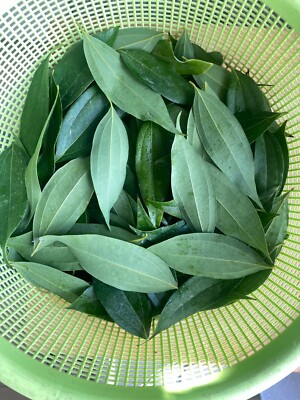 400 Fresh Cinnamon Leaves 100% organic High Premium Quality, 400 leaves/Bag