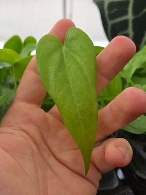 Anthurium Verapazense seedling (SP05)