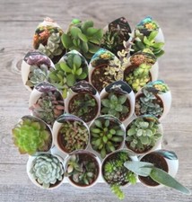 10 PIANTE GRASSE (vaso 7 cm) MIX assortite piantine succulenti 10 pezzi di 2anni