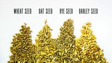 Thunder Acres Cat Grass Blend - Wheat, Barley, Oats, and Rye Seed Mix - Non-GMO