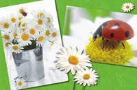 6 X Platzdeckchen Blume Ca. 43,5 X 28,3Cm, 28176, Platzmatte, Tischset, Platzset