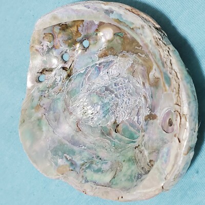 Red Abalone Shell Half Cleaned Not Polished 6'' x 4.5'' Ocean