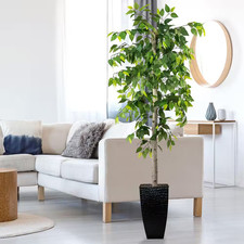 6-Foot Ficus Tree in Black Metal Planter