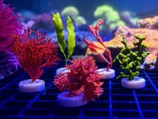 5 Species Marine Macro Algae Frag Pack- Atomic Broccoli, Codium, Red Ogo More