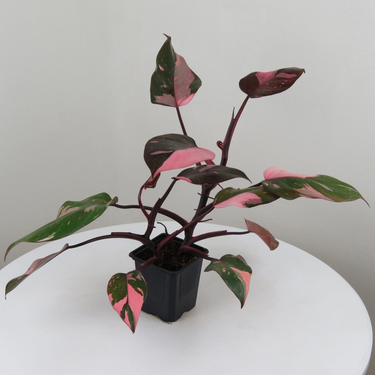 PINK PRINCESS~~Variegated Philodendron SMALL Rooted Starter Plant~~VERY  RARE! | eBay