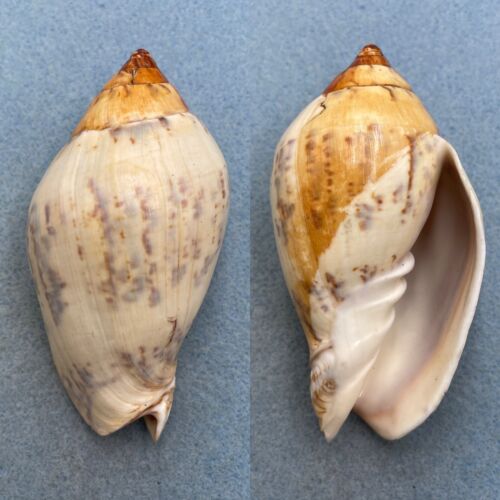 #3 Cymbiola flavicans 90.8mm F+ Roebuck Bay, NW Australia