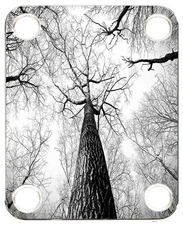 Neckplate to fit Electric Guitar Color Graphic P J Bass Strat Tree 1