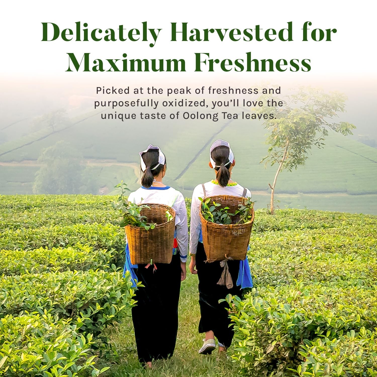 Uncle Lee's Organic Oolong Tea Bags, 40 Count – Antioxidant-Rich, Antioxidant-R