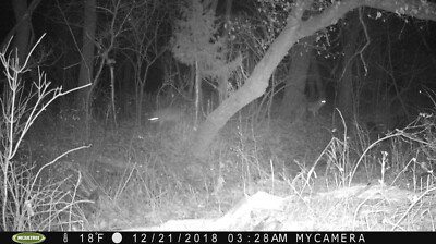 Just Scentsational Coyote Urine Predator Scent | Bare Ground Solutions