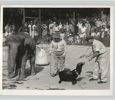 Inside ZOO CIRCUS RING Seal & Elephant Do Tricks ANIMAL SHOW 1950s Press Photo