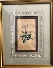 Original Hand Colored Engraving "The Botanical Magazine" by Curtis Plate #778