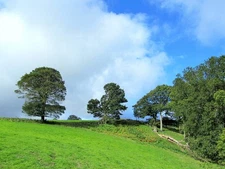 Photo A2 Trees and Pasture above Fishpond Wood Pateley Bridge Pleasing g c2011