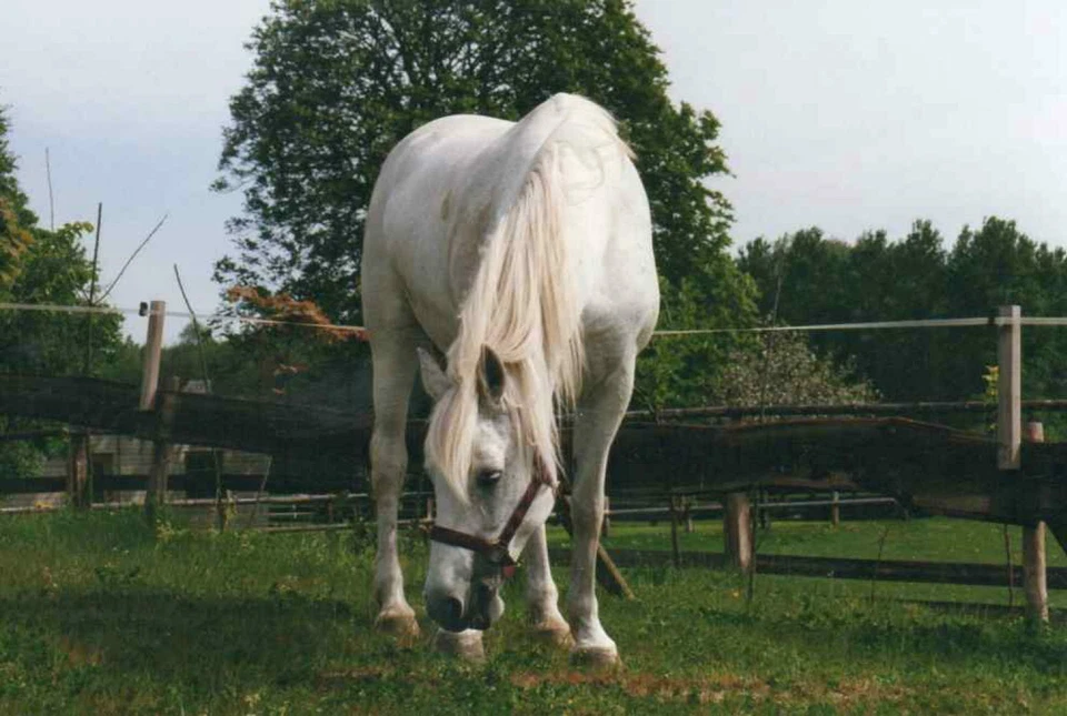 Fellspray, 5 L Mähnenspray, Schweifspray, Glanzspray - ab Fabrik - Bild 3 von 4