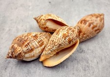 Brown Lined Volute Seashells Harpulina Lapponica (4 shells approx. 2+ inches)