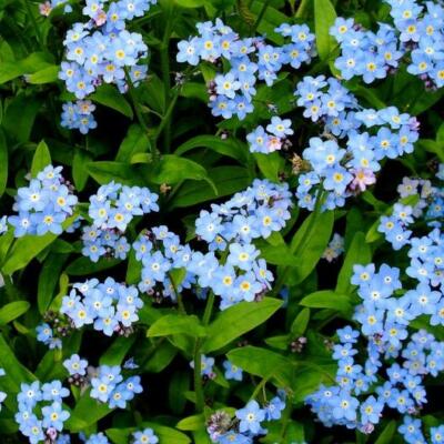 Forget Me Nots BLUE Perennial Cut Flowers Spring Blooms Non-GMO 500 Seeds |  eBay