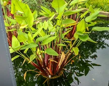 Red Stem Thalia Tropical Aquatic Marginal Pond/Bog Plant - Buy 2 Get 1 Free