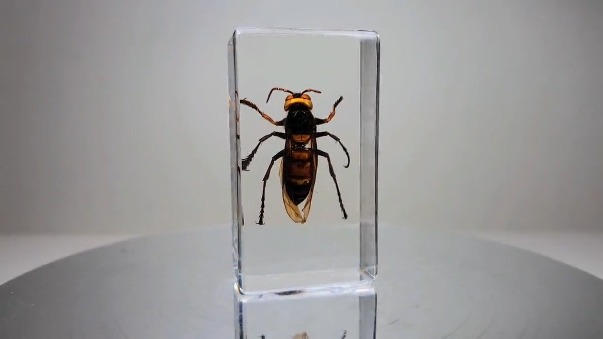 Giant Asian Hornet, Murder Hornet, Insect in Resin, Oddities