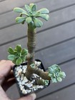 Sedum torulosum Rare Succulent Not tylecodon dudleya echeveria Multiple Arms  — photo 2