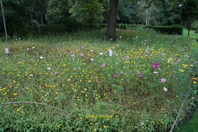 Foto 6x4 Wildblumenecke bei Rufford Old Hall nicht echt aber gut c2021