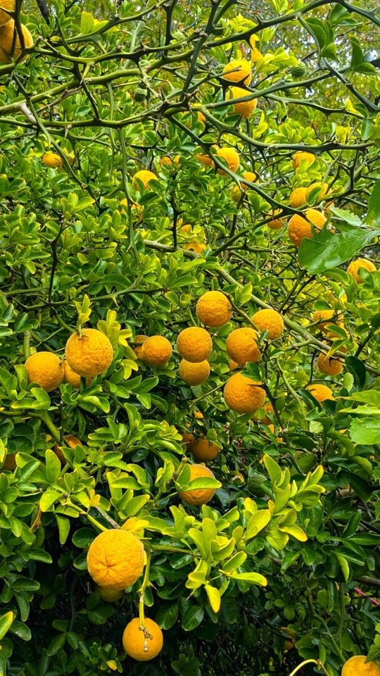 10 Hardy Orange Live Trees seedlings(5"-8" tall, bare root) Citrus trifoliata - Image 4 of 4