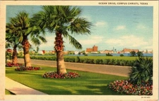 c1940 Palm Trees & Flowers On Ocean Drive Corpus Christi Texas Vintage Postcard