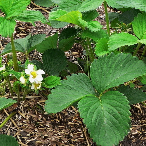 Ozark Beauty Everbearing Strawberry Plants (5) Great for