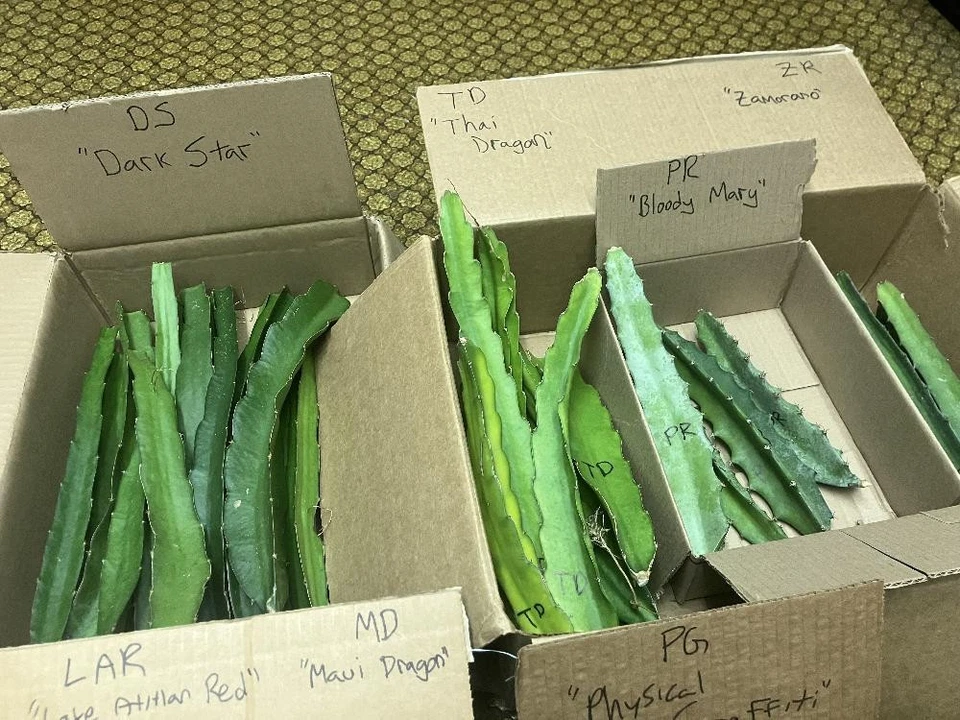 10 Organic Dragon Fruit Cuttings - TEN DIFFERENT VARIETIES - 8-12" long - Image 3 of 4