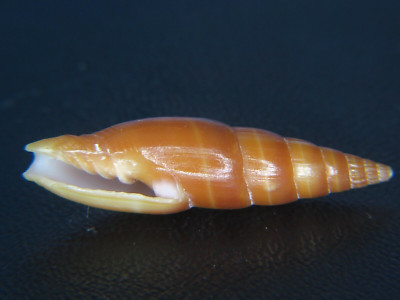 MITRA ''VEXILLUM'' ACUMINATUM: PHILIPPINE COSTELLARIA  @ 30.56MM!