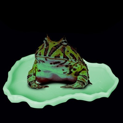 Reptile Bowl Corner Plastic Water Dish Lizard for Frog Tortoise Feeding Bow