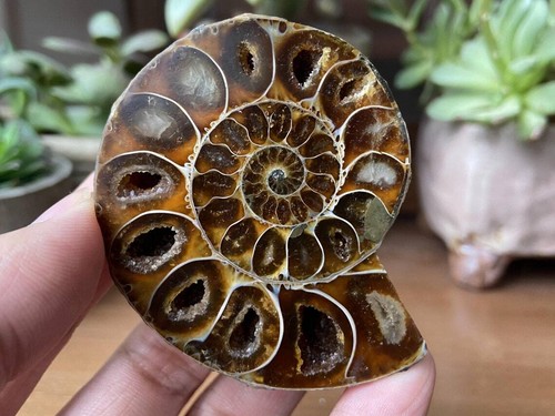 50g+ Natural Un Par Fósil Amonita Espécimen Cristal Curación Regalo Colecciona Decoración - Imagen 9 de 12