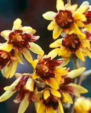 10 Wintersweet Chimonanthus praecox Bonsai Tree Seeds