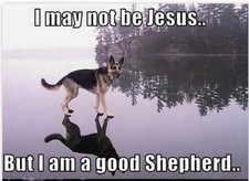 German Shepherd refrigerator magnet 2 1/2 x 3 1/2 