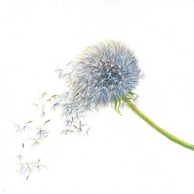 ORIGINAL Aquarell Gemälde ''Blasende Pusteblume'' 8 ''x 8'' Blume von Mila Ansell