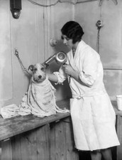 A Dog Has A Bath And Toilet At A Parlour In London 1930 Old Photo