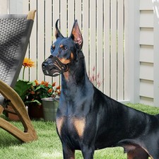 Pet Dog Basket Muzzle Mouth Cover Mesh Cage NoBarking Anti Bite Biting Chewing