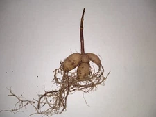 Dahlia Tubers Cluster - FRESH