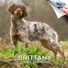 Brittany Dog Breed Calendar 2026 FULL SIZE 12x24 Made in USA
