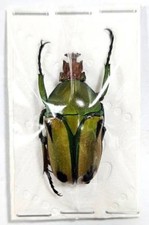 Eudicella for collectors | rare Cetoniidae