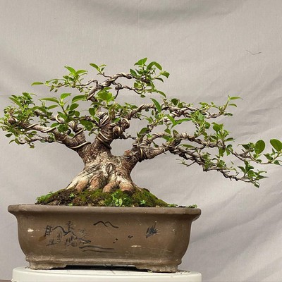 Real Plant Bonsai Ficus Microphylla Kimeng Old Tree big branch stem unique rare