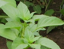 Basil Herb Seeds- Lemon- 200+ 2021 Seeds               $1.69 Max Shipping/order