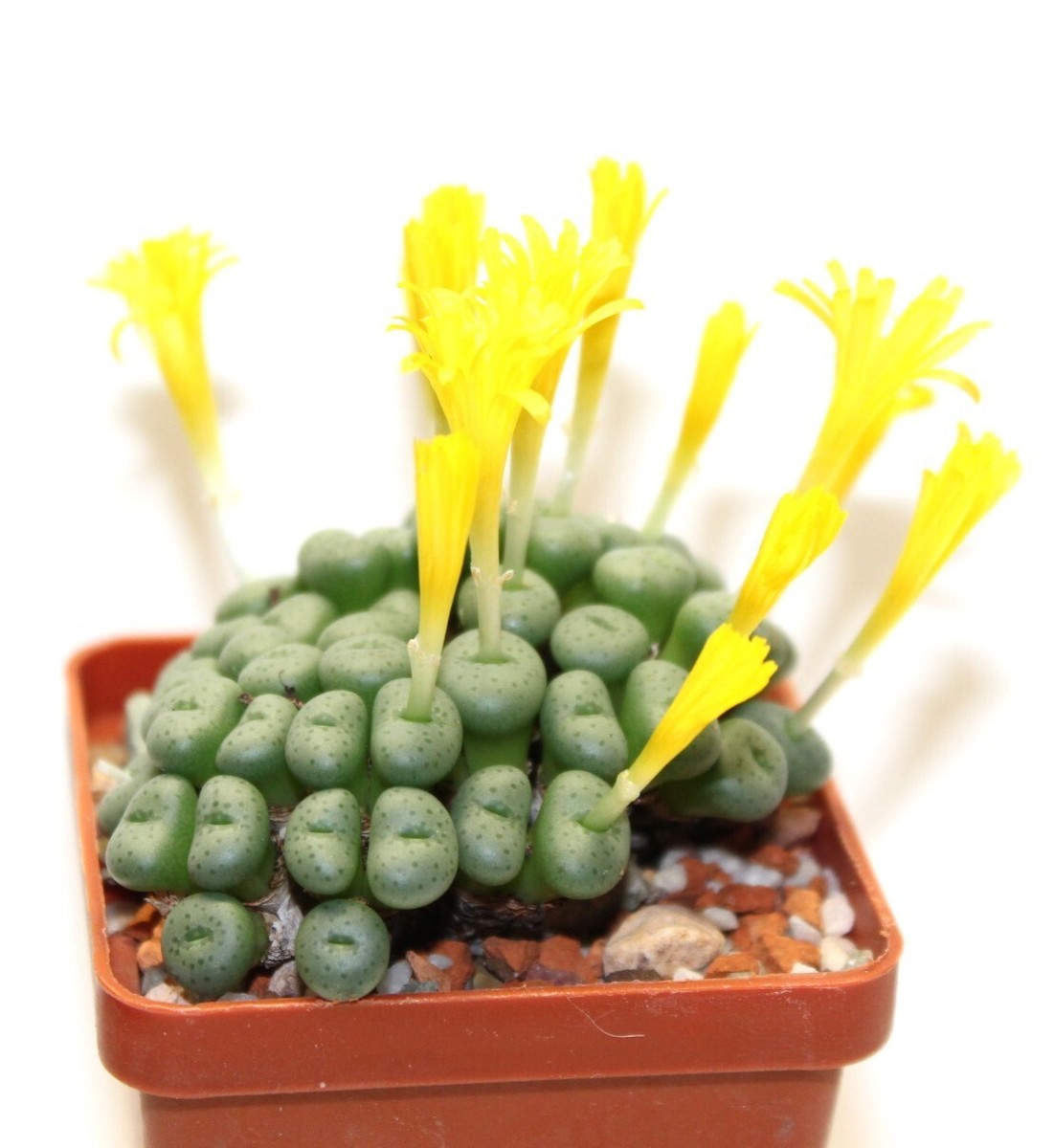 Conophytum flavum ssp. novicium -seeds 20 pcs 2023 y | eBay