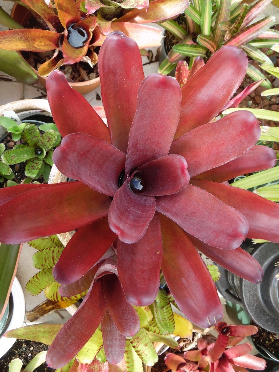 Neoregelia Mandarina Bromeliad Pup – Live Tropical Plant, Multi-Color Foliage