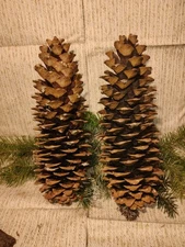 6 Massive, Naturally Harvested  Oregon Sugar Pine Cones 12"-20" 
