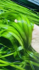 Buy 2 Get 1 Free True Giant Jungle Val – Tall Live Aquarium Plant Free Ship USA