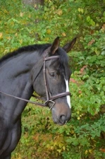 KL Select Black Oak Cyprus Fancy Stitch Hunter/Jumper Snaffle Bridle with Reins