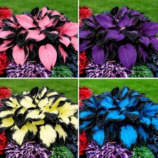Hosta Seeds for Planting, 200 pcs Rare Perennial Hosta Flower Seeds, Non-GMO Hei